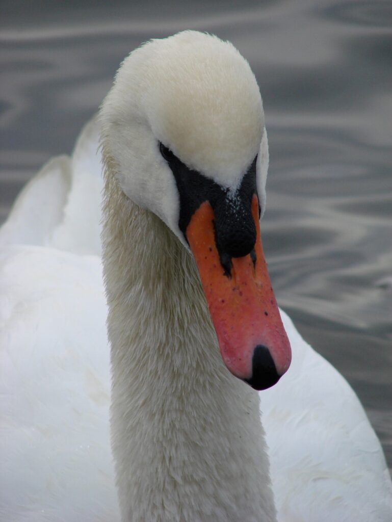 Zauberhafte Tierwelt - Bild 89