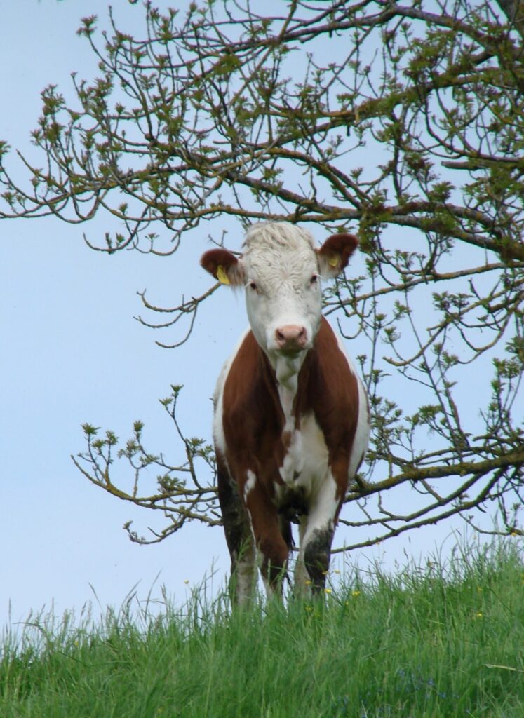 Zauberhafte Tierwelt - Bild 9