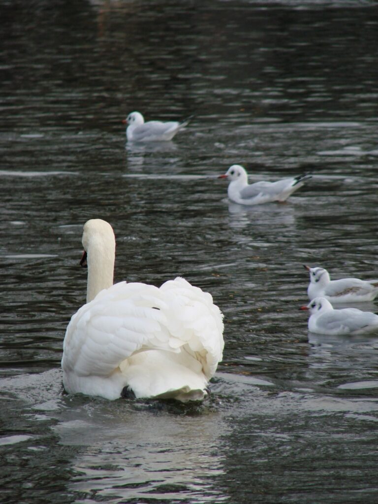 Zauberhafte Tierwelt - Bild 90