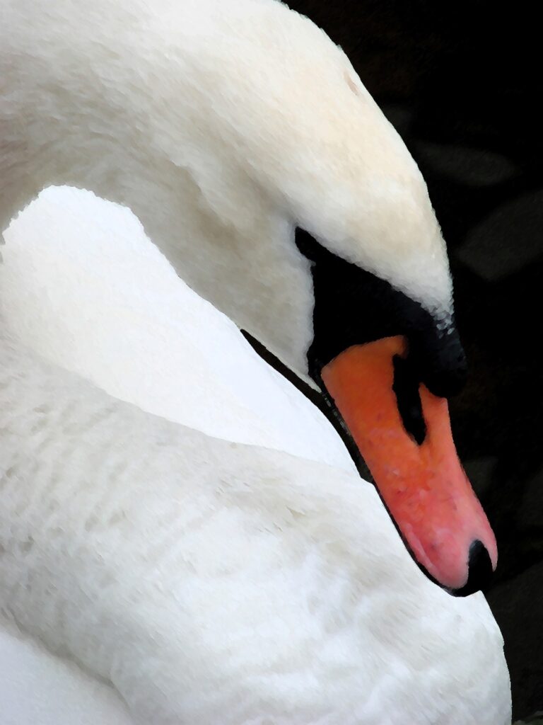 Zauberhafte Tierwelt - Bild 91