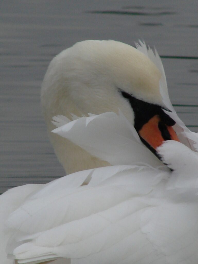 Zauberhafte Tierwelt - Bild 92