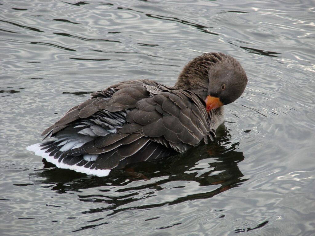 Zauberhafte Tierwelt - Bild 94