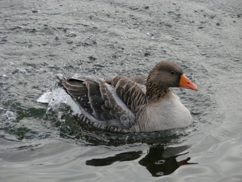 Zauberhafte Tierwelt - Bild 95