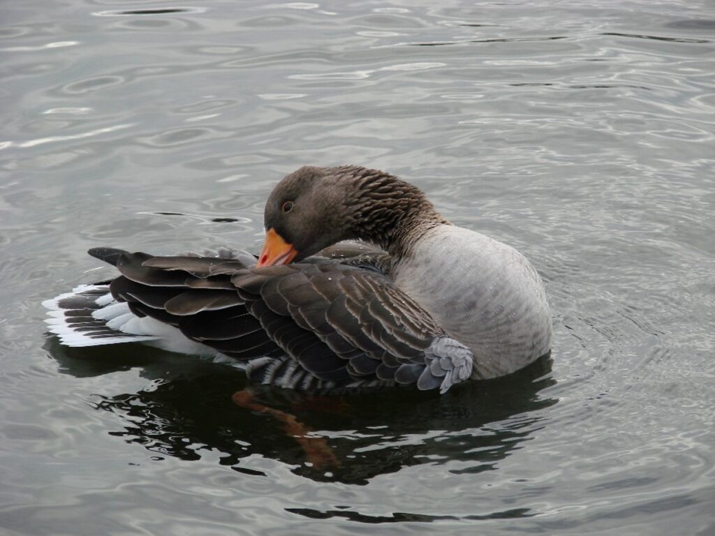 Zauberhafte Tierwelt - Bild 96