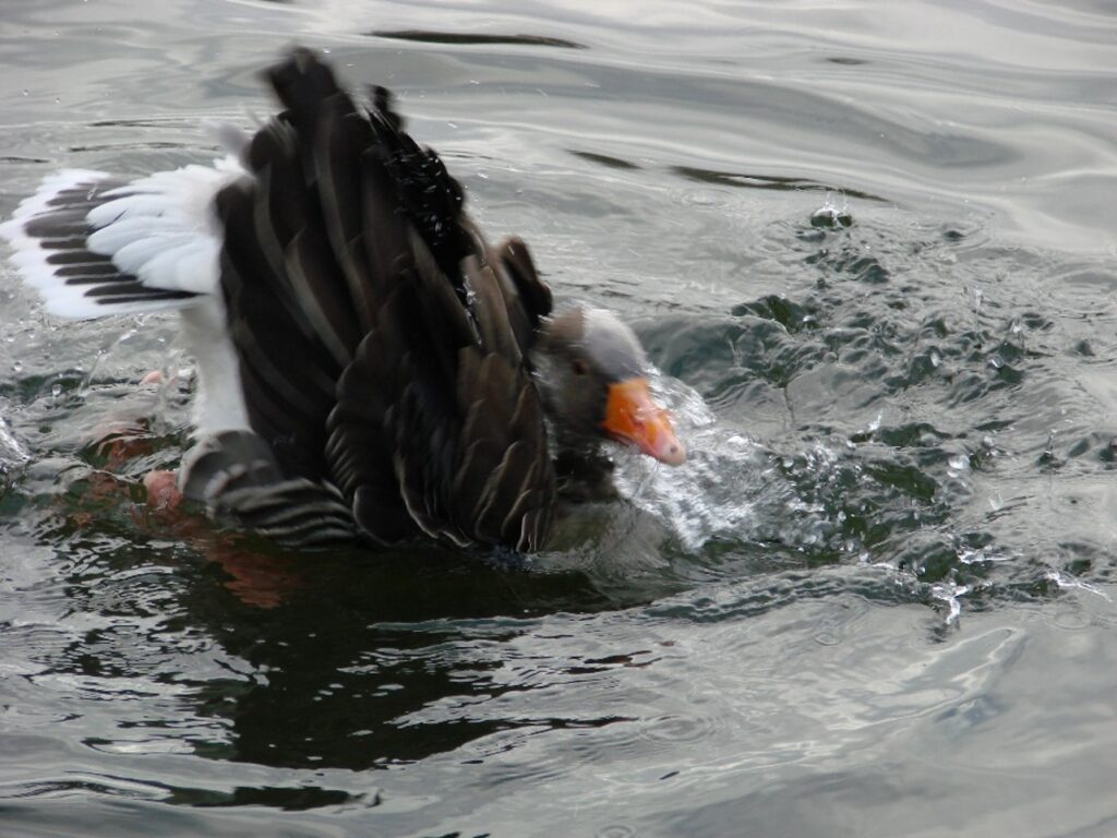 Zauberhafte Tierwelt - Bild 97