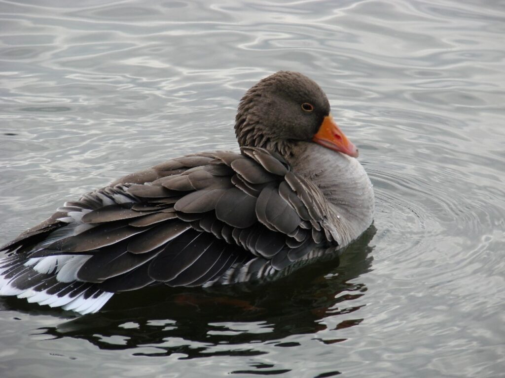 Zauberhafte Tierwelt - Bild 98