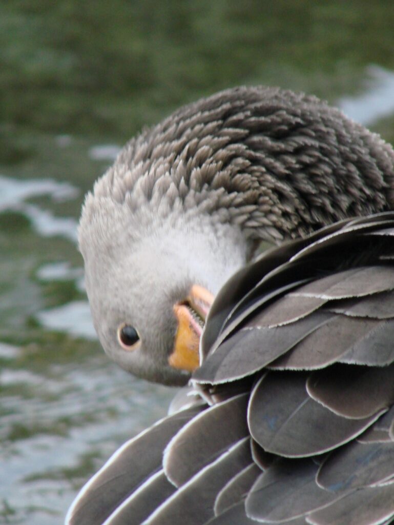 Zauberhafte Tierwelt - Bild 99