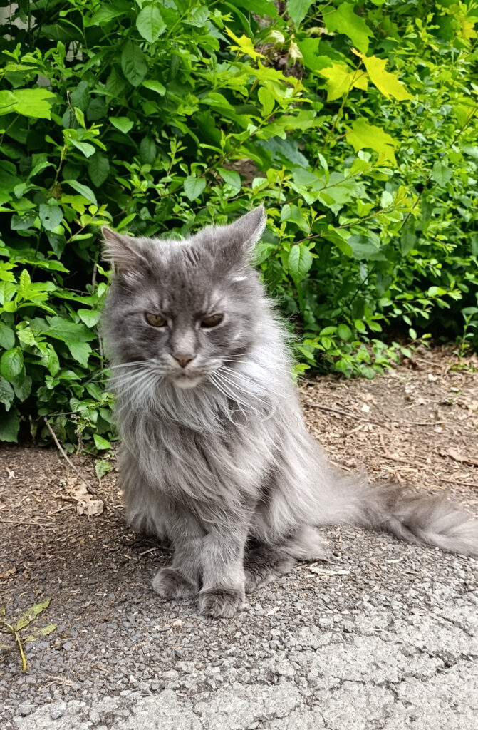 Strolchis Tagebuch Teil 1109