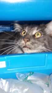 Strolchis Tagebuch Teil 28